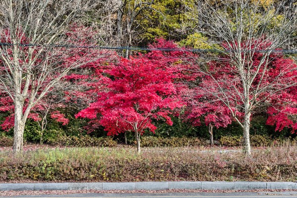 A view down a street lined with red maple trees in autumn under an overcast sky, in South Korea