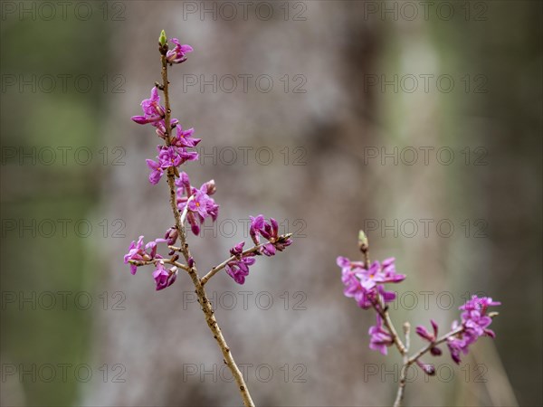 Mezereon (Daphne mezereum), near Tragoess, Styria, Austria, Europe