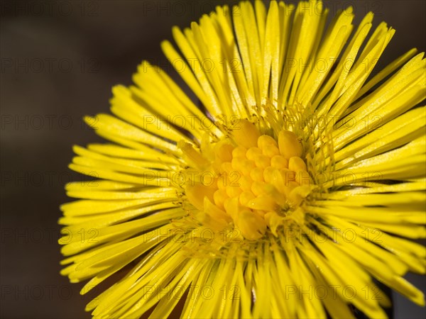 Coltsfoot (Tussilago farfara), Leoben, Styria, Austria, Europe