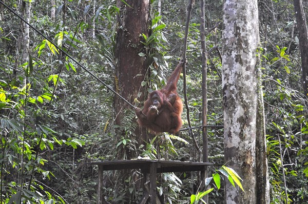 Semenggoh Nature Reserve, Pongo pygmaeus, sarawak, malaysia