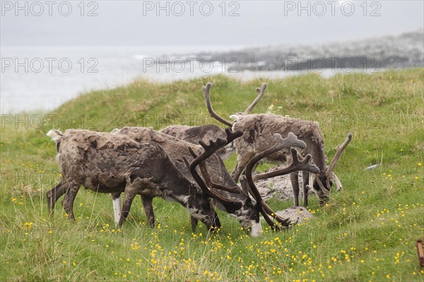 Reindeer (Rangifer tarandus) grazing on the shores of the Barents Sea, Lapland, Norway, Scandinavia, Europe