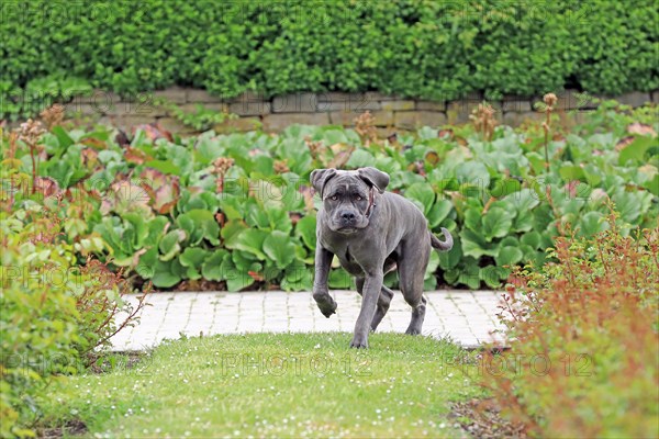 Cane Corso Italiano