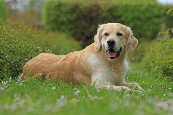 Golden Retriever