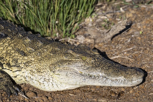 Nile crocodile (Crocodylus niloticus) Mziki Private Game Reserve, North West Province, South Africa, Africa