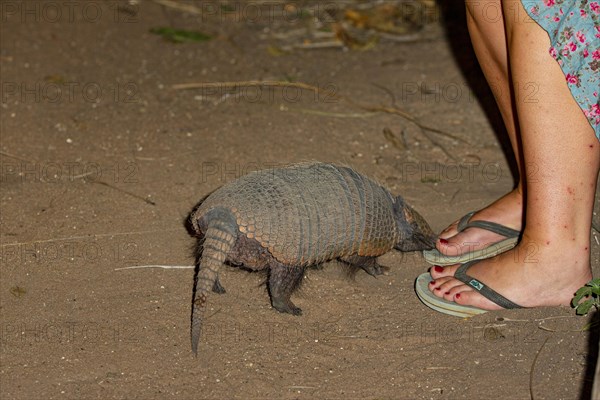 Giant armadillo (Priodontes maximus) Pantanal Brazil