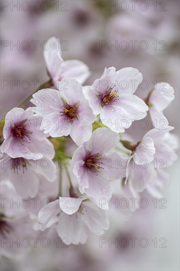 Japanese cherry (Prunus serrulata), Emsland, Lower Saxony, Germany, Europe