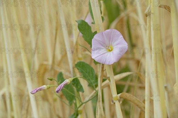 Field bindweed (Convolvulus arvensis) clinging to cereal stalks, flowering, North Rhine-Westphalia, Germany, Europe