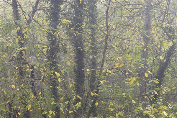 Deciduous trees in the fog, bird cherries entwined with autumn leaves and ivy, Moselle, Rhineland-Palatinate, Germany, Europe