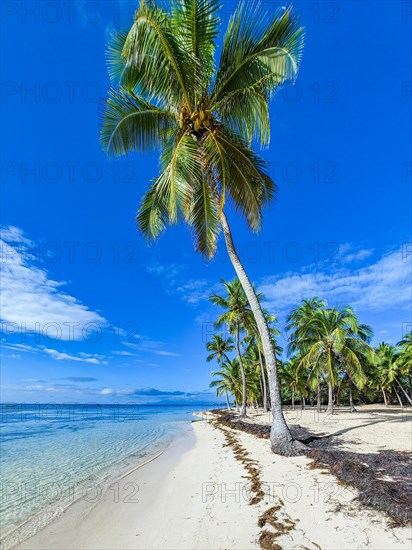 Romantic Caribbean sandy beach with palm trees, turquoise-coloured sea. Morning landscape shot at sunrise in Plage de Bois Jolan, Guadeloupe, French Antilles, North America