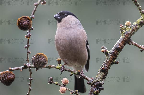 Bullfinch, eurasian bullfinch (Pyrrhula pyrrhula), Emsland, Lower Saxony, Germany, Europe