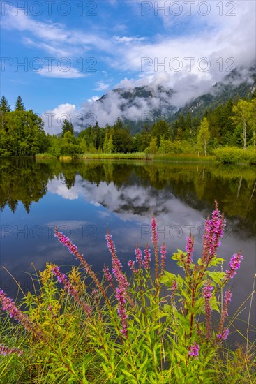 Purple loosestrife (Lythrum salicaria), moorland pond, near Oberstdorf, Oberallgaeu, Allgaeu. Bavaria, Germany, Europe