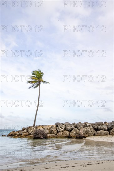 Caribbean dream beach with palm trees, white sandy beach and turquoise-coloured, crystal-clear water in the sea. Shallow bay on a cloudy day. Plage de Sainte Anne, Grande Terre, Guadeloupe, French Antilles, North America