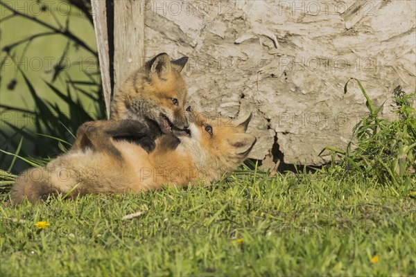 Red fox. Vulpes vulpes. Red fox cubs playing together in a meadow. Province of Quebec. Canada