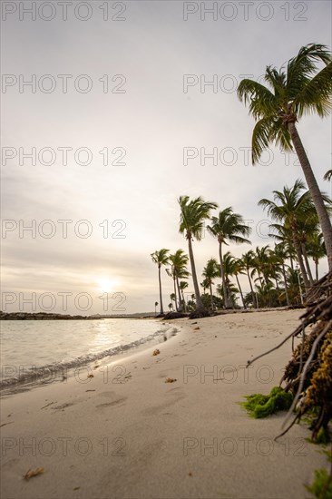 Caribbean dream beach with palm trees, white sandy beach and turquoise-coloured, crystal-clear water in the sea. Shallow bay at sunset. Plage de Sainte Anne, Grande Terre, Guadeloupe, French Antilles, North America