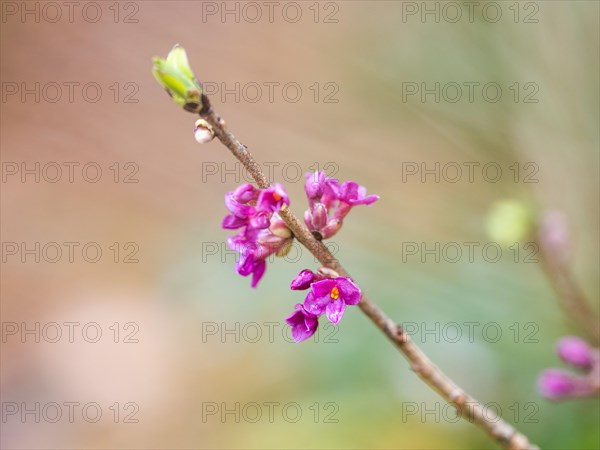 Mezereon (Daphne mezereum) and foliage shoots, near Tragoess, Styria, Austria, Europe