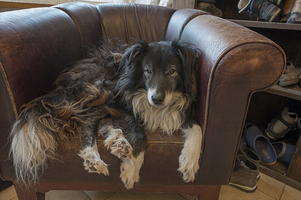 Old, tired Border Collie in his leather armchair, Mecklenburg-Vorpommern, Germany, Europe