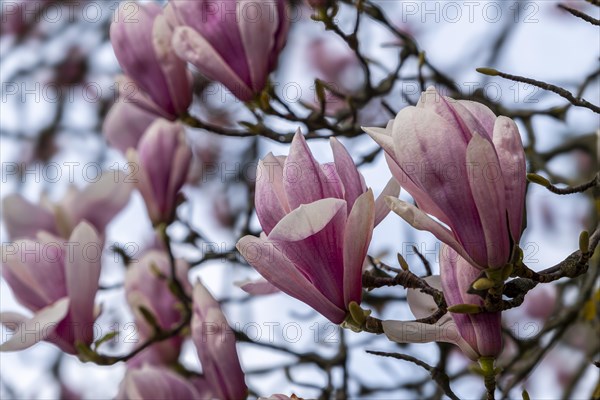 Blossoms of a magnolia (Magnolia), magnolia x soulangeana (Magnolia xsoulangeana), magnolia blossom, Offenbach am Main, Hesse, Germany, Europe