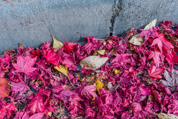 Pavement covered with a dense layer of red fallen leaves in close-up view, in South Korea