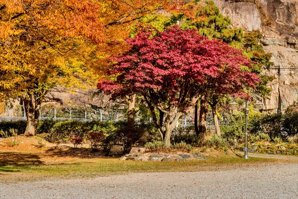 Colorful autumn landscape with a bright red maple tree, in South Korea