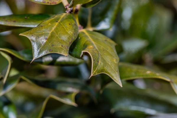 Close-up of shiny green holly leaves with pointy edges, in South Korea