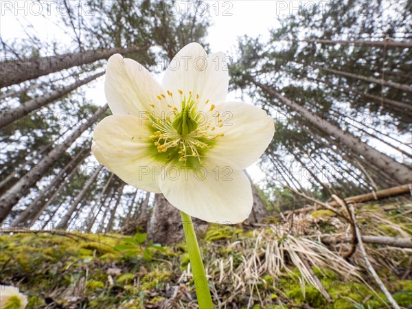 Christmas rose (Helleborus niger), near Tragoess, Styria, Austria, Europe