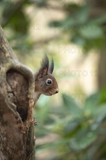 Eurasian red squirrel (Sciurus vulgaris), hidden behind a thicker curved branch, head visible, looking to the side to the right, brush ears, winter fur, background green blurred leaves, incidence of light, Ruhr area, Dortmund, Germany, Europe