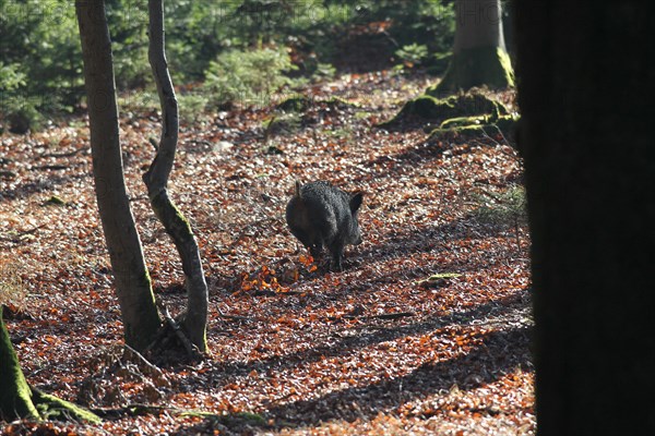 Wild boar (Sus scrofa) escapes unshot through the forest, Allgaeu, Bavaria, Germany, Europe