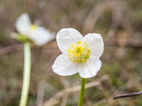 Christmas rose (Helleborus niger), near Tragoess, Styria, Austria, Europe