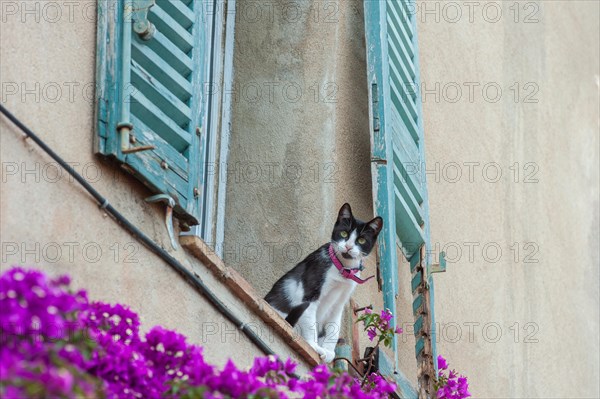 Motif in one of the typical alleys, cat sitting on the parapet of a window, Grimaud-Village, Var, Provence-Alpes-Cote d'Azur, France, Europe