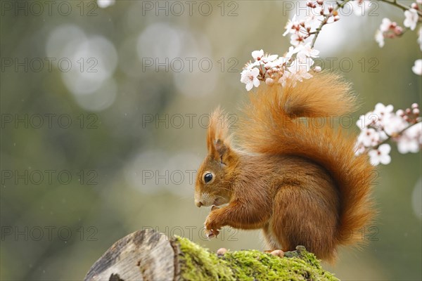 Eurasian red squirrel (Sciurus vulgaris) sitting in a flowering tree, Hesse, Germany, Europe