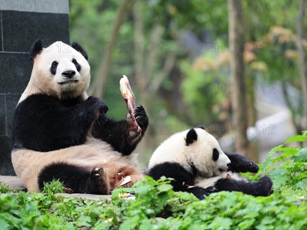 Bifengxia Panda Center, sichuan, china