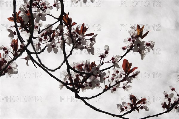 Ornamental cherry in bloom, March, Germany, Europe