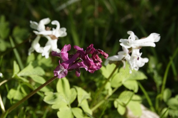 Corydalis, March, Germany, Europe