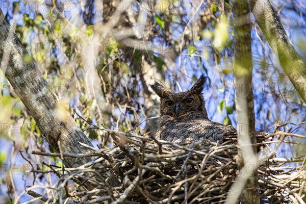 Virginia eagle owl (Bubo virginianus) Pantanal Brazil