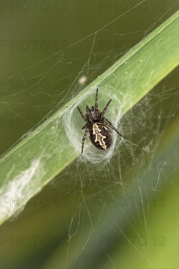 Oak leaf spider (Aculepeira carbonaria), Valais, Switzerland, Europe