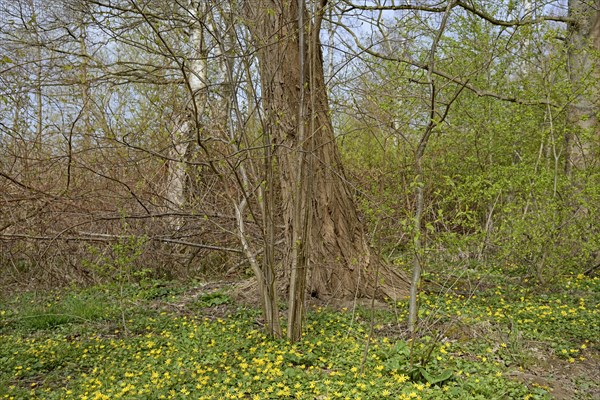 Lesser celandine (Ficaria verna) in bloom, North Rhine-Westphalia, Germany, Europe