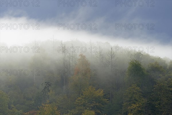 Autumnal mixed forest with rising fog, Moselle, Rhineland-Palatinate, Germany, Europe