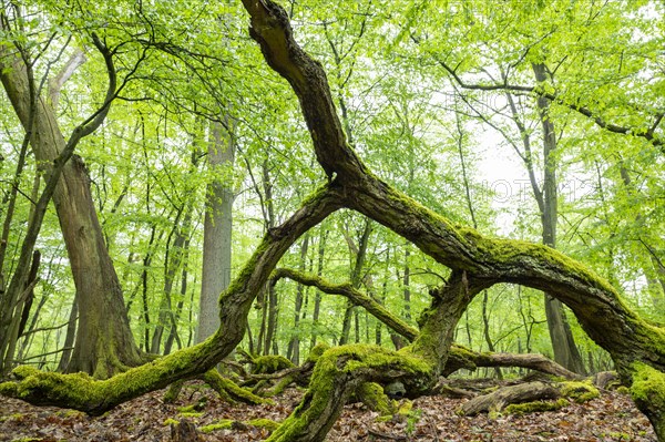 Near-natural deciduous forest, moss-covered deadwood, in spring, Barnbruch Forest nature reserve, Lower Saxony, Germany, Europe