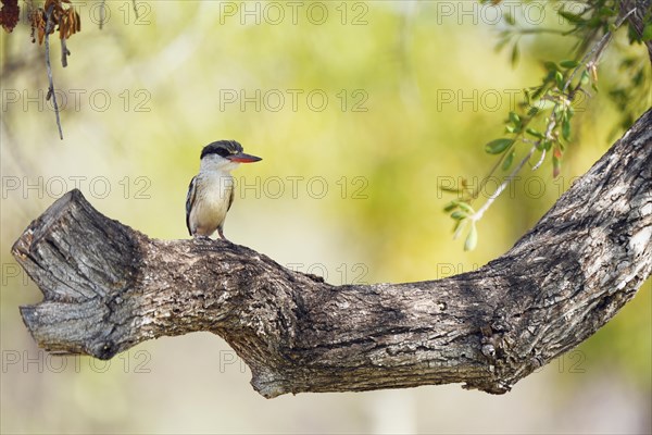 Striped fleece, South Africa, Limpopo, Africa