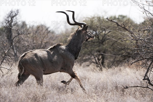 Male kudu, Limpopo, South Africa, Africa