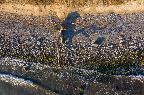 Dead tree on beach at Brodtener Ufer, Brodten Steilufer, cliff in the Bay of Luebeck along the Baltic Sea at sunrise, Schleswig-Holstein, Germany, Europe