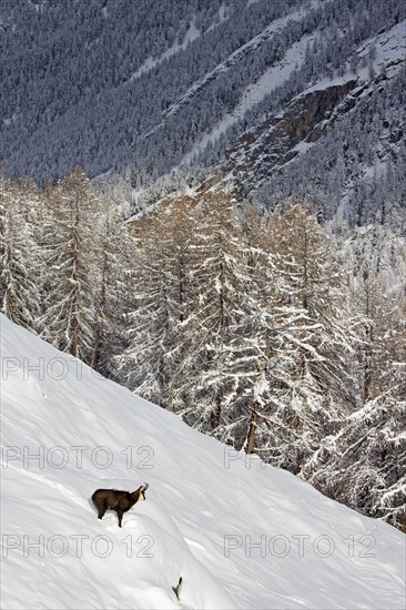 Alpine chamois (Rupicapra rupicapra) solitary male in dark winter coat in deep snow on mountain slope at edge of larch forest in the European Alps