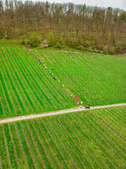 A group of hikers walks along a path through a springtime vineyard, Jesus Grace Chruch, Weitblickweg, Easter hike, Hohenhaslach, Germany, Europe