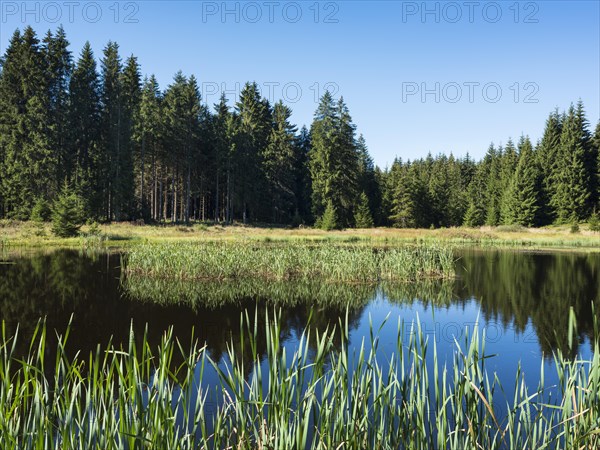 Small lake in the Thuringian Forest, spruce forest reflected, Thuringia, Germany, Europe