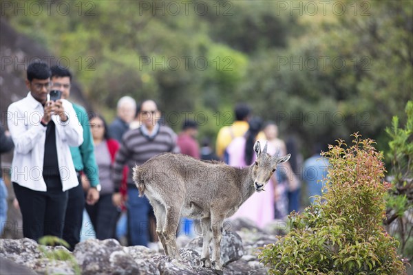 Indian men photographing a Nilgiri tahr (Nilgiritragus hylocrius, until 2005 Hemitragus hylocrius) or endemic goat species in Eravikulam National Park, young animal, Kannan Devan Hills, Munnar, Kerala, India, Asia