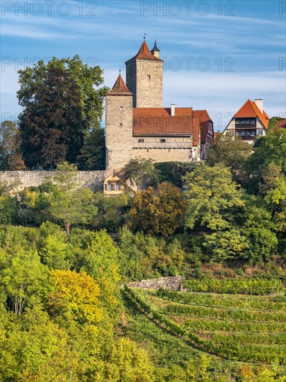 View of the historic old town with town wall, defence towers and vineyard, Rothenburg ob der Tauber, Middle Franconia, Bavaria, Germany, Europe