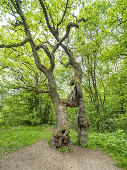 The Betteleiche, landmark of the Hainich National Park, Bad Langensalza, Thuringia, Germany, Europe