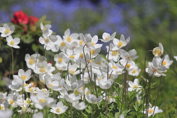 Wood anemone (Anemonoides nemorosa) (syn.: Anemone nemorosa), North Rhine-Westphalia, Germany, Europe