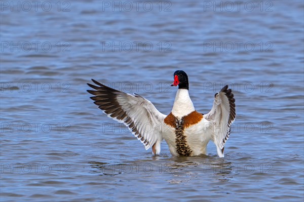 Common shelduck (Tadorna tadorna) adult male in breeding plumage flapping wings while swimming in lake