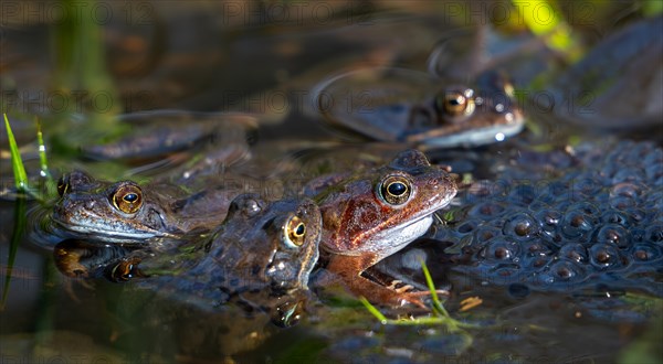 European common frogs, brown frogs, grass frog group (Rana temporaria) on eggs, frogspawn in pond during the spawning, breeding season in spring